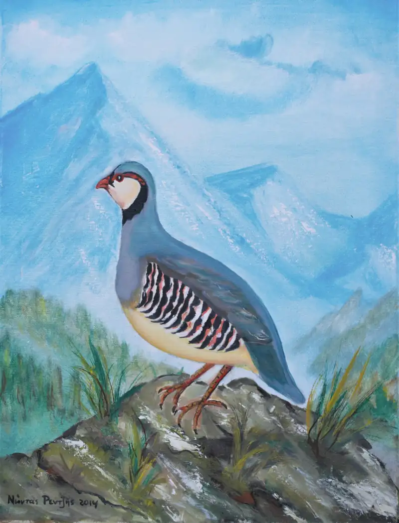 Πετροπέρδικα