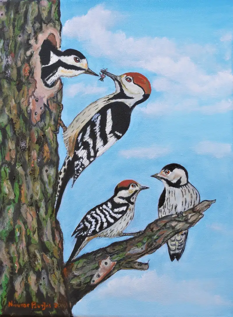 Δρυοκολάπτες