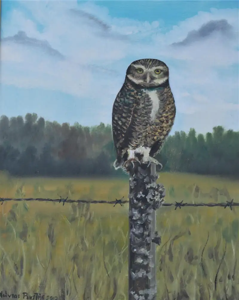 Κουκουβάγια